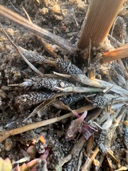 Sporobolus alopecuroides