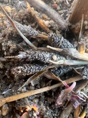 Sporobolus alopecuroides