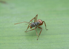 Polyrhachis bicolor