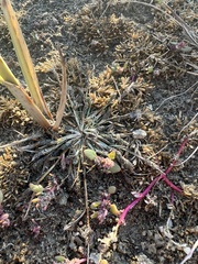 Sporobolus alopecuroides