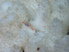 Goniobranchus setoensis