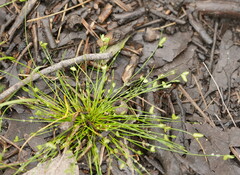 Isolepis