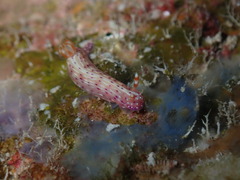 Hypselodoris maculosa