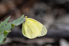 Eurema smilax