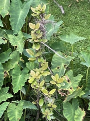 Beilschmiedia tarairi