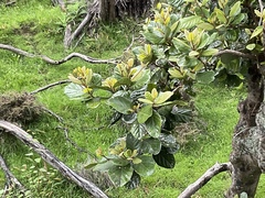 Beilschmiedia tarairi