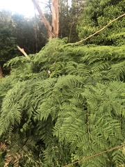 Pteridium esculentum