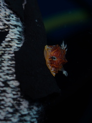 Halgerda tessellata