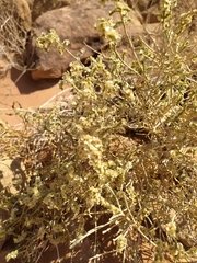 Salsoloideae