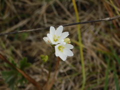 Ixia orientalis
