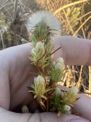 Symphyotrichum ciliatum