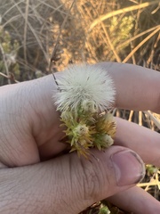 Symphyotrichum ciliatum