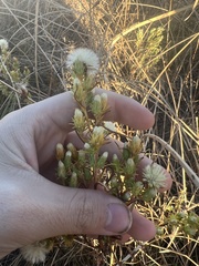 Symphyotrichum ciliatum