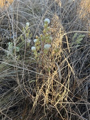 Symphyotrichum ciliatum