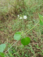 Commicarpus plumbagineus