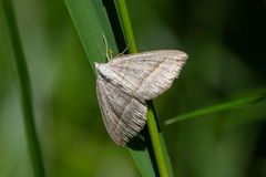 Scotopteryx