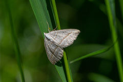 Scotopteryx