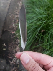 Manorina melanocephala