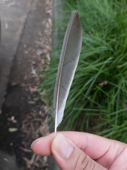 Manorina melanocephala