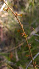 Stackhousia viminea