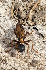 Asilus crabroniformis