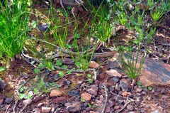 Drimia multifolia