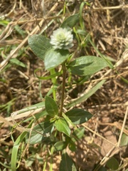Magnoliopsida