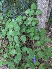 Coleus