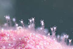 Zanclea