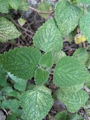 Coleus