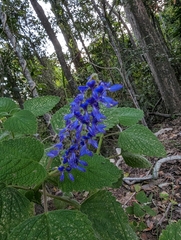 Coleus