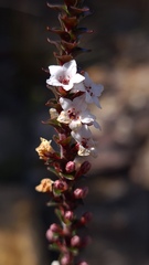 Epacris