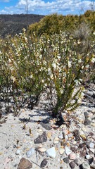Epacris obtusifolia