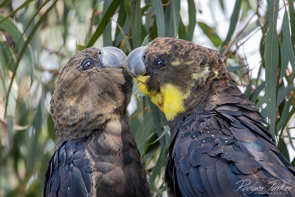 Red-tailed and Glossy Black Cockatoos