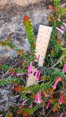 Epacris reclinata