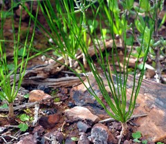 Drimia multifolia