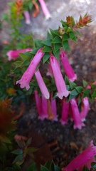Epacris reclinata