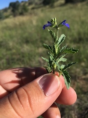 Salvia subincisa