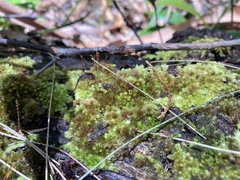 Leucobryum