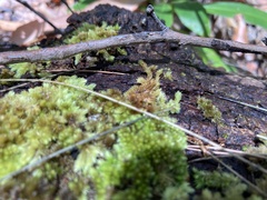 Leucobryum