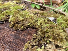Leucobryum