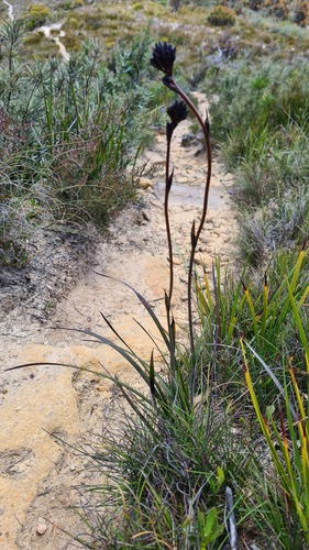 Haemodorum planifolium (Haemodorum planifolium)