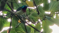 Aethopyga christinae