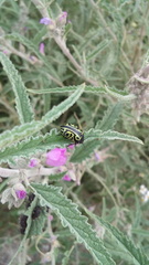 Calligrapha mexicana