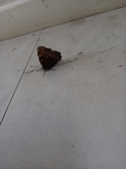 Nymphalis polychloros