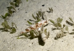 Mulloidichthys vanicolensis