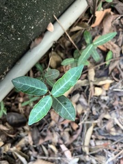 Trachelospermum