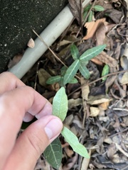 Trachelospermum
