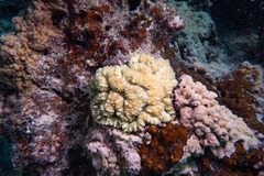 Lobophyllia