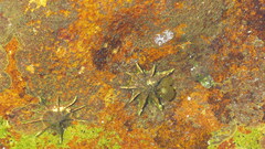 Scutellastra longicosta